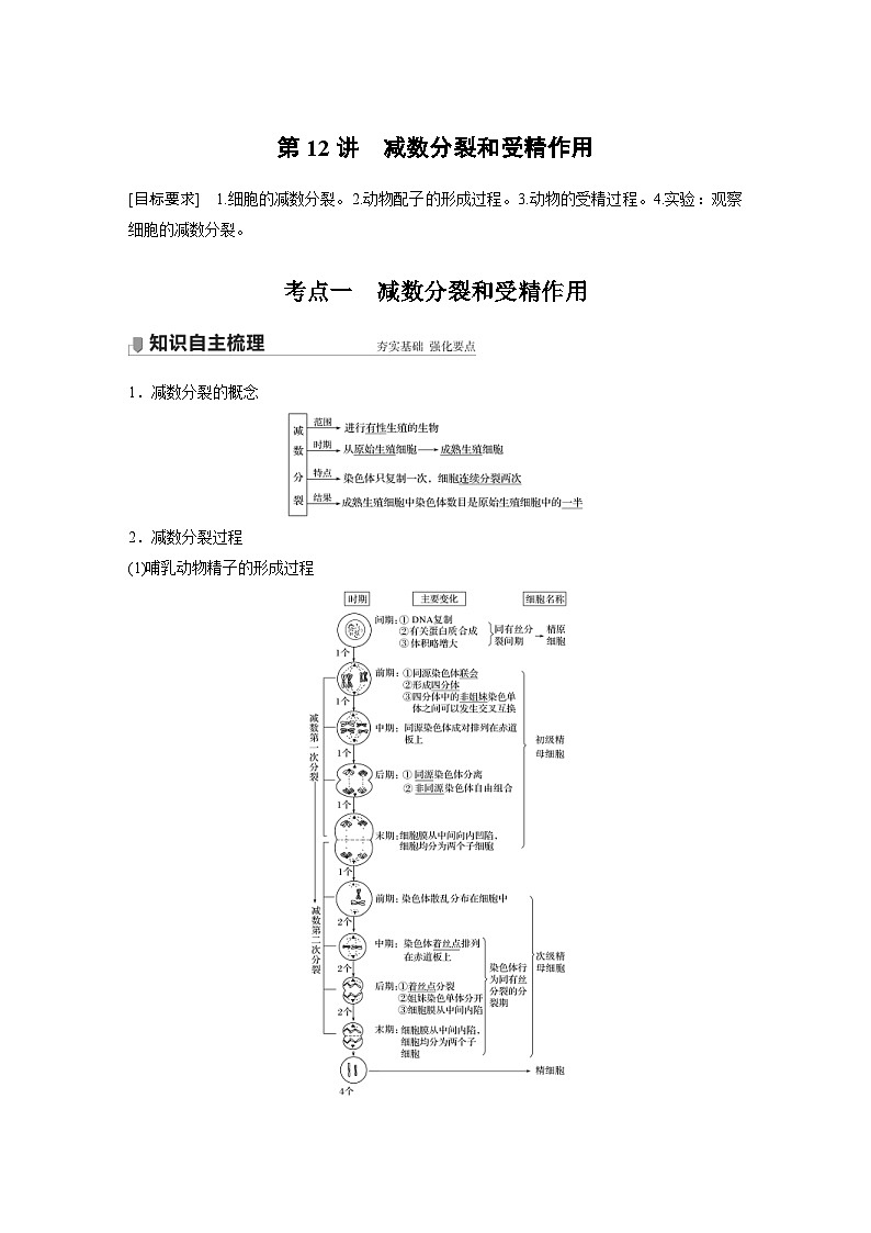 新高考生物一轮复习精品学案 第4单元 第12讲　减数分裂和受精作用（含解析）01