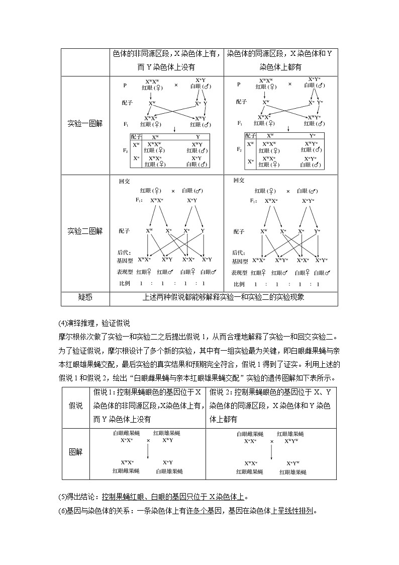 新高考生物一轮复习精品学案 第5单元 第16讲　基因在染色体上、伴性遗传和人类遗传病（含解析）第2页