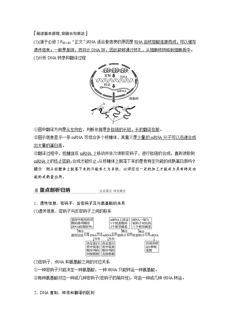 新高考生物一轮复习精品学案 第6单元 第19讲　基因的表达（含解析）03