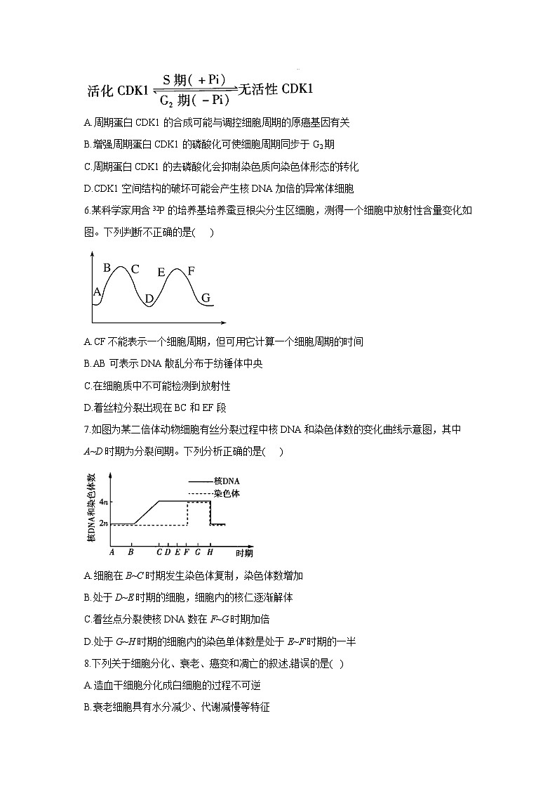 新高考生物二轮复习专题综合练（三）：细胞的生命历程（含解析）第2页