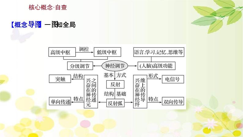 新高考生物一轮复习课件 第八单元 第2课 通过神经系统的调节（含解析）第3页