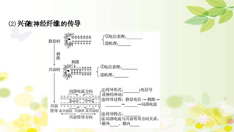 新高考生物一轮复习课件 第八单元 第2课 通过神经系统的调节（含解析）第7页