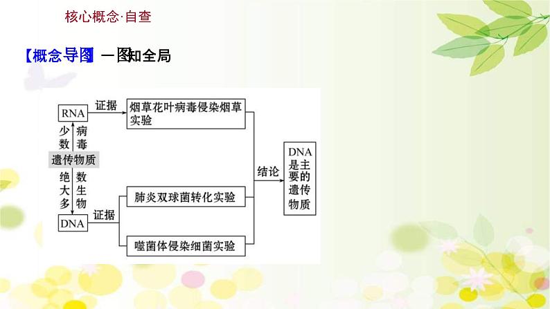 新高考生物一轮复习课件 第六单元 第1课 DNA是主要的遗传物质（含解析）03