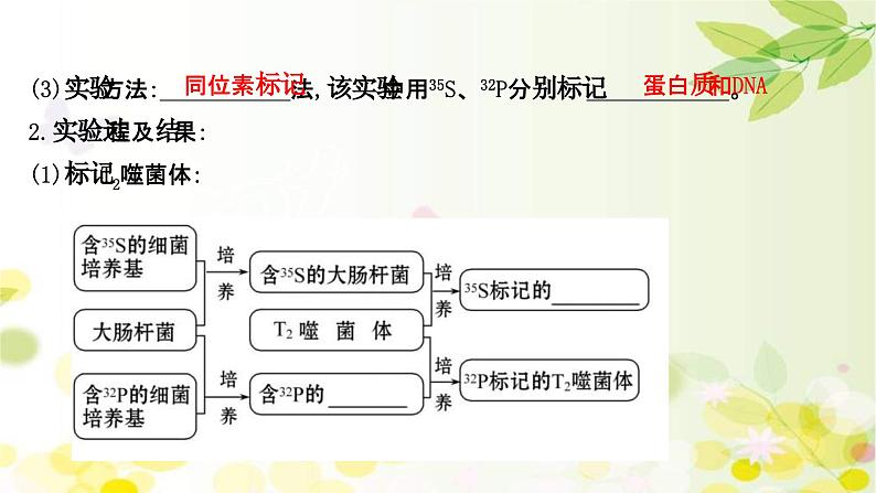 新高考生物一轮复习课件 第六单元 第1课 DNA是主要的遗传物质（含解析）08