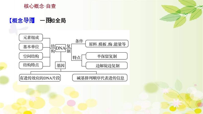 新高考生物一轮复习课件 第六单元 第2课 DNA分子的结构 复制和基因的本质（含解析）第3页