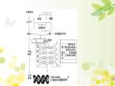 新高考生物一轮复习课件 第六单元 第2课 DNA分子的结构 复制和基因的本质（含解析）