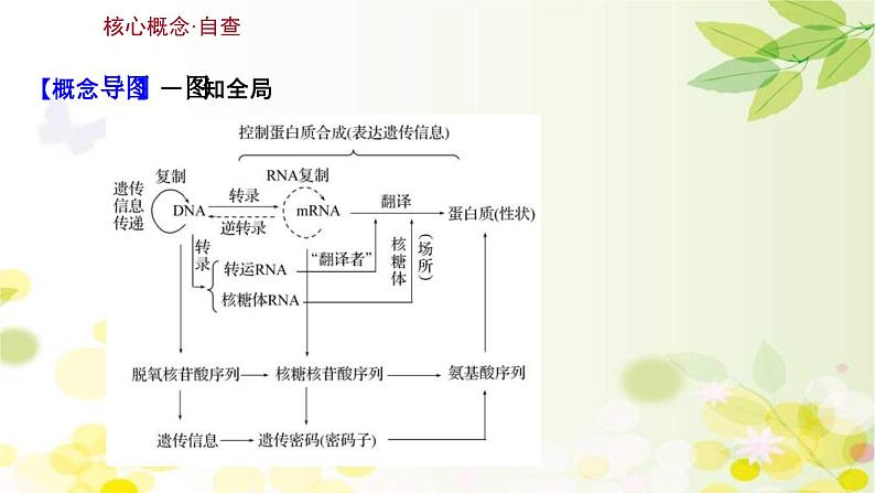 新高考生物一轮复习课件 第六单元 第3课 基因的表达（含解析）03