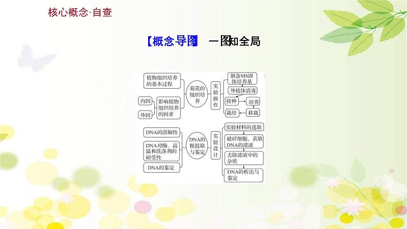 新高考生物一轮复习课件 第十单元 第3课 菊花的组织培养和DNA技术（含解析）第3页