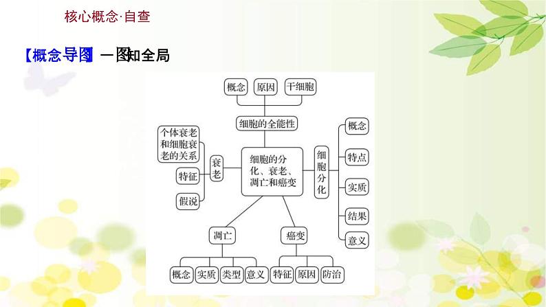 新高考生物一轮复习课件 第四单元 第3课 细胞的分化、衰老、凋亡和癌变（含解析）第3页