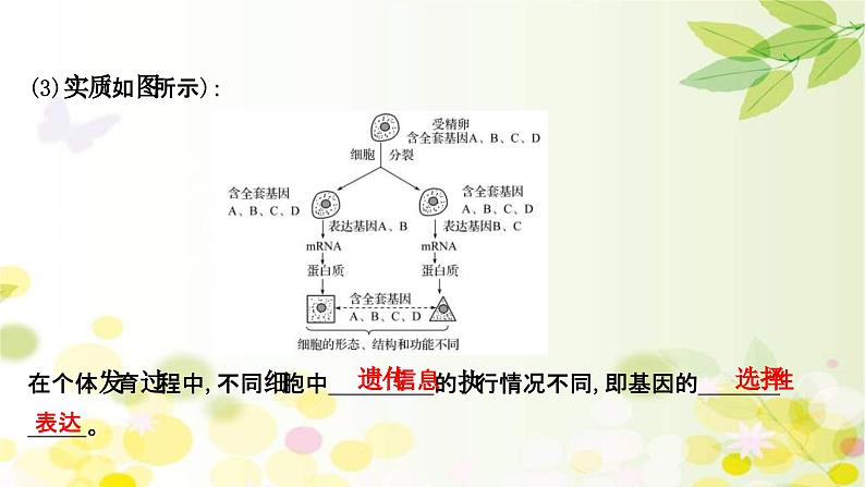 新高考生物一轮复习课件 第四单元 第3课 细胞的分化、衰老、凋亡和癌变（含解析）第6页