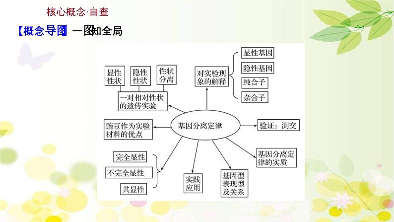 新高考生物一轮复习课件 第五单元 第1课 基因的分离定律（含解析）03