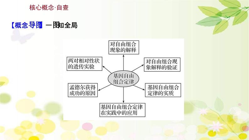 新高考生物一轮复习课件 第五单元 第2课 基因的自由组合定律（含解析）03