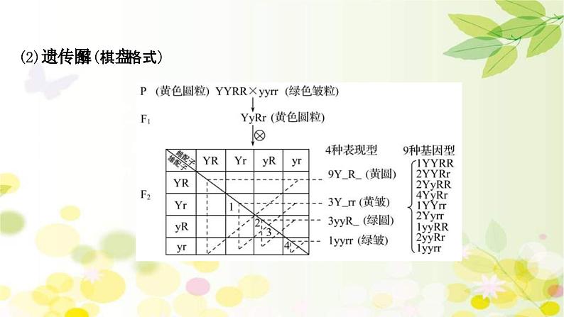 新高考生物一轮复习课件 第五单元 第2课 基因的自由组合定律（含解析）08