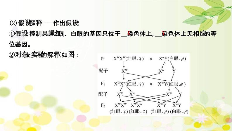 新高考生物一轮复习课件 第五单元 第3课 基因在染色体上、伴性遗传与人类遗传病（含解析）第7页