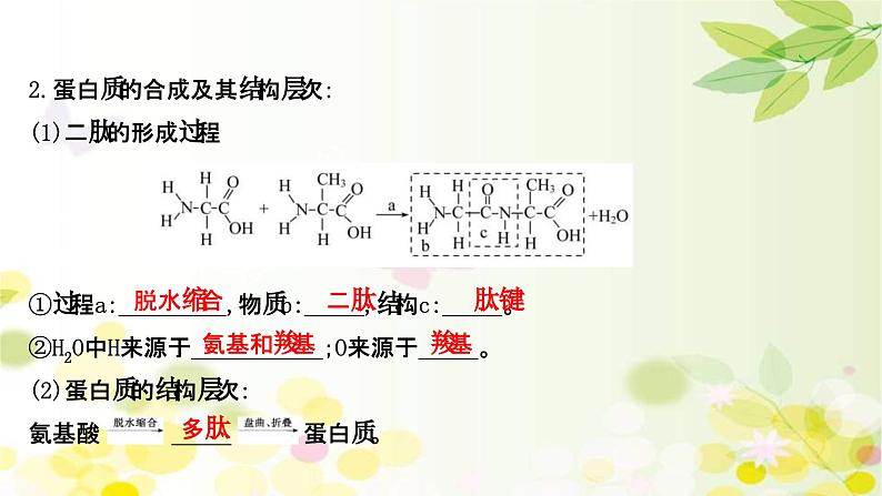 新高考生物一轮复习课件 第一单元 第3课 蛋白质和核酸（含解析）05