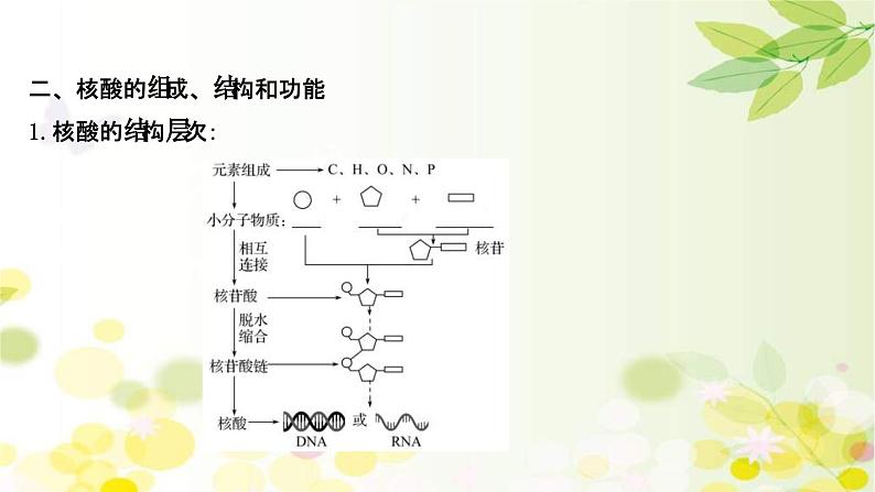 新高考生物一轮复习课件 第一单元 第3课 蛋白质和核酸（含解析）07