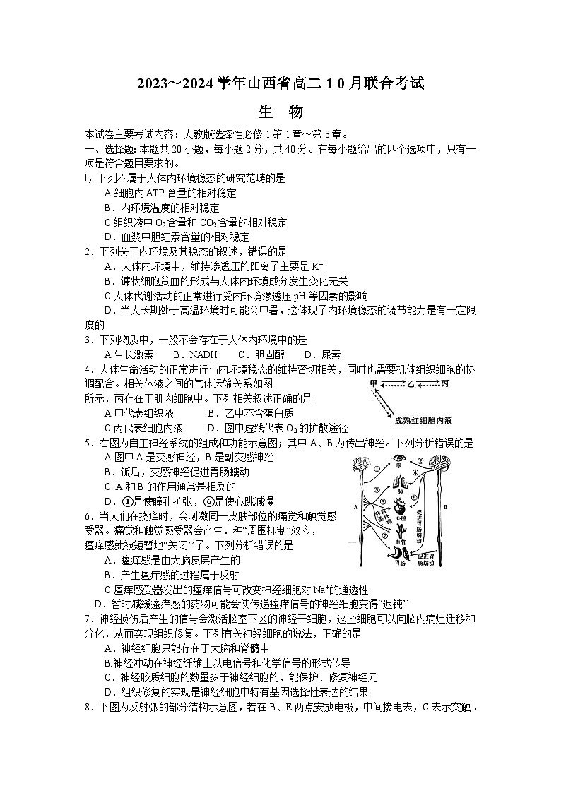 山西省2023-2024学年高二生物上学期10月联合考试试卷（Word版附答案）01
