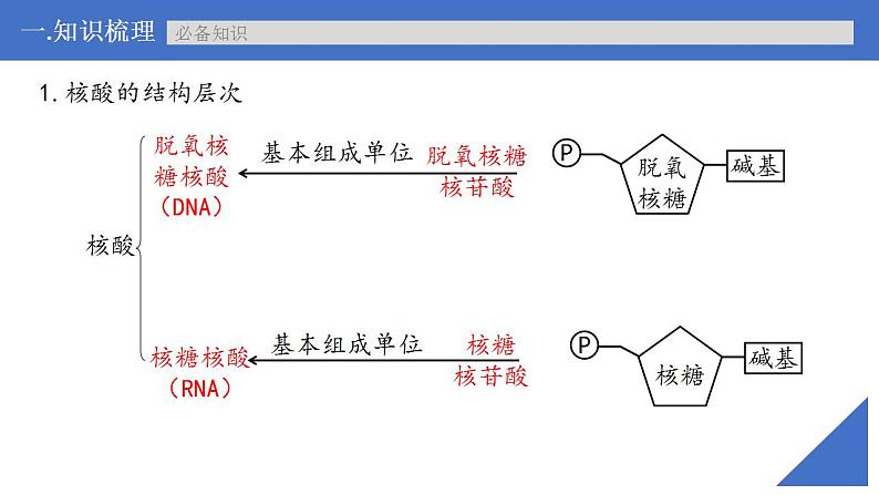 新高考生物一轮复习核心考点练习课件第04讲 核酸（含解析）第6页