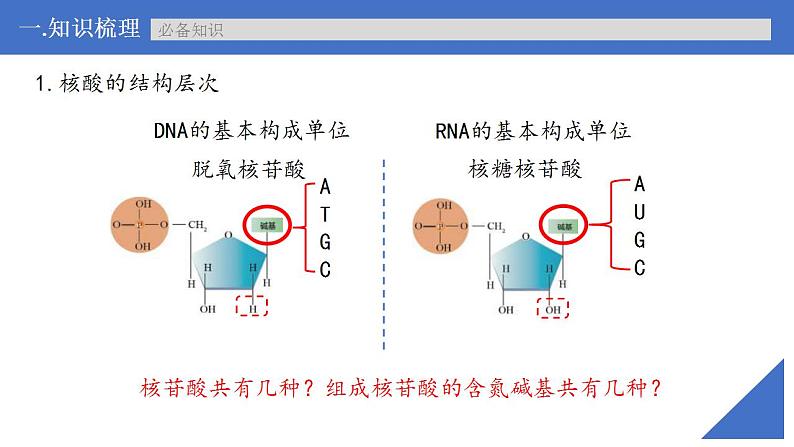 新高考生物一轮复习核心考点练习课件第04讲 核酸（含解析）第7页