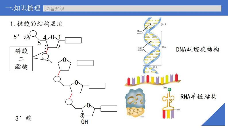 新高考生物一轮复习核心考点练习课件第04讲 核酸（含解析）第8页