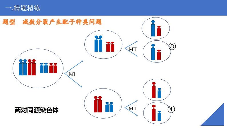 新高考生物一轮复习核心考点练习课件第18讲 细胞分裂图形分析（含解析）第8页