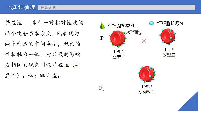 新高考生物一轮复习核心考点练习课件第22讲 特殊的生物学遗传现象（含解析）第8页