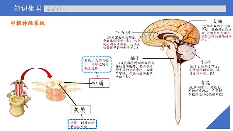 新高考生物一轮复习核心考点练习课件第35讲 神经调节的结构基础及基本方式（含解析）07