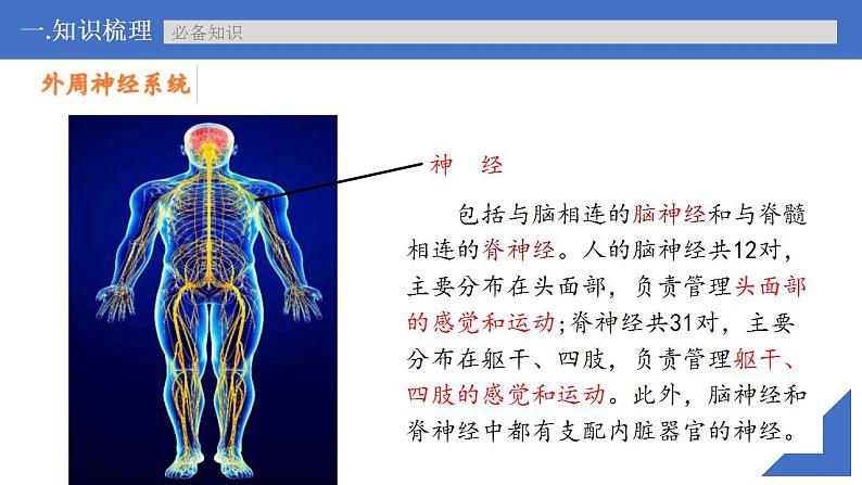 新高考生物一轮复习核心考点练习课件第35讲 神经调节的结构基础及基本方式（含解析）08