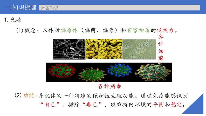 新高考生物一轮复习核心考点练习课件第39讲 免疫调节（含解析）06