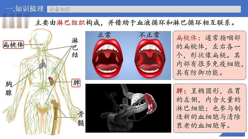 新高考生物一轮复习核心考点练习课件第39讲 免疫调节（含解析）08