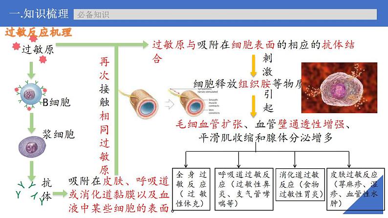 新高考生物一轮复习核心考点练习课件第40讲 免疫失调和免疫学的应用（含解析）08