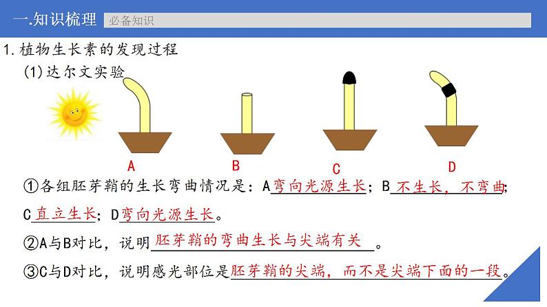 新高考生物一轮复习核心考点练习课件第41讲 植物生长素及其生理作用（含解析）08