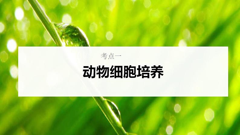 新高考生物一轮复习核心考点练习课件第55讲动物细胞工程（含解析）第5页