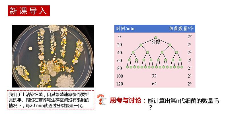 第二节 《种群数量的变化》PPT课件+教案02