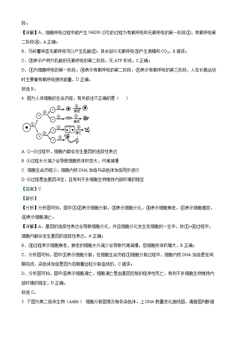 四川省射洪中学2023-2024学年高三生物上学期10月月考试题（Word版附解析）第3页