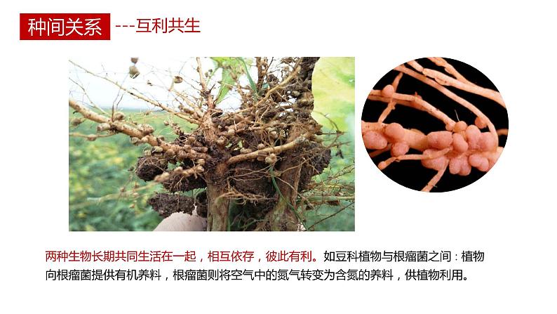 第一节 《群落的结构》PPT课件+教案08