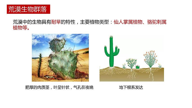 第二节 《群落的主要类型》PPT课件+教案05