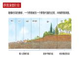 第三节 《群落的演替》PPT课件+教案