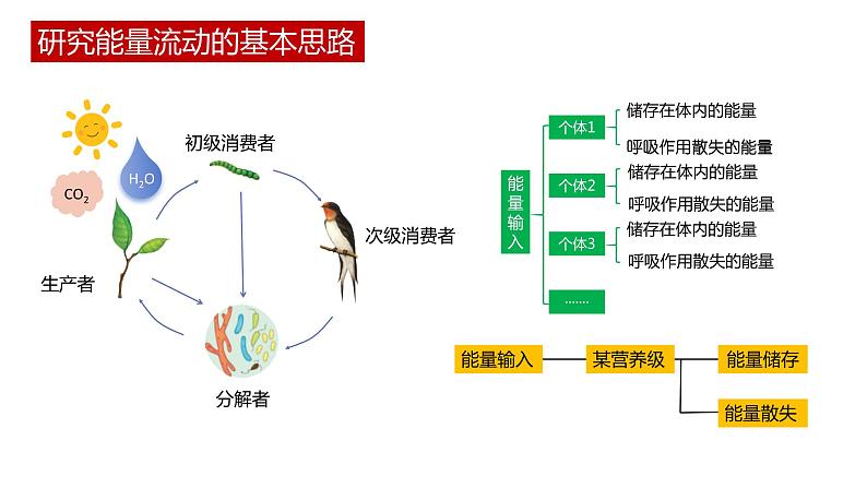 第二节 《生态系统的能量流动》PPT课件+教案04