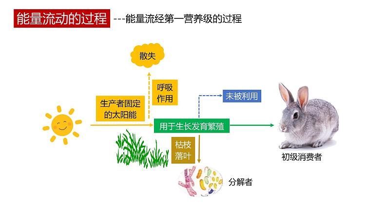 第二节 《生态系统的能量流动》PPT课件+教案05