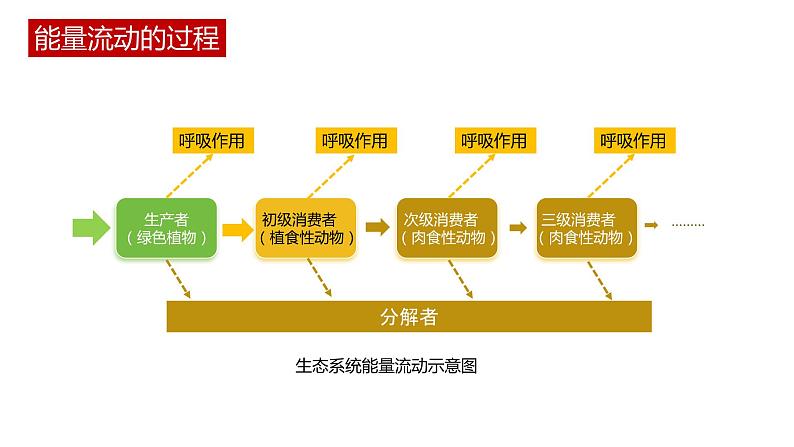 第二节 《生态系统的能量流动》PPT课件+教案07