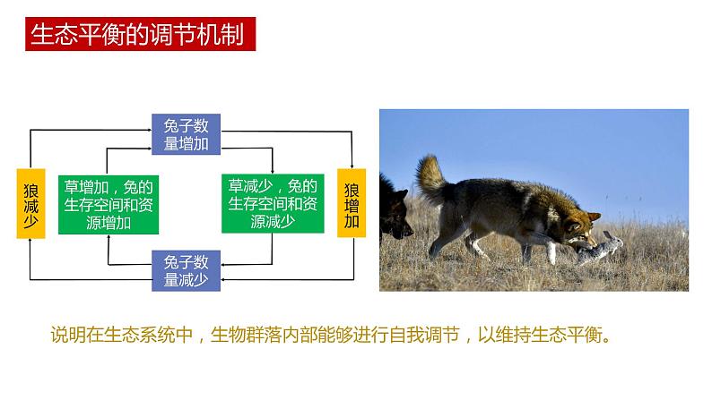 第五节 《生态系统的稳定性》PPT课件+教案04