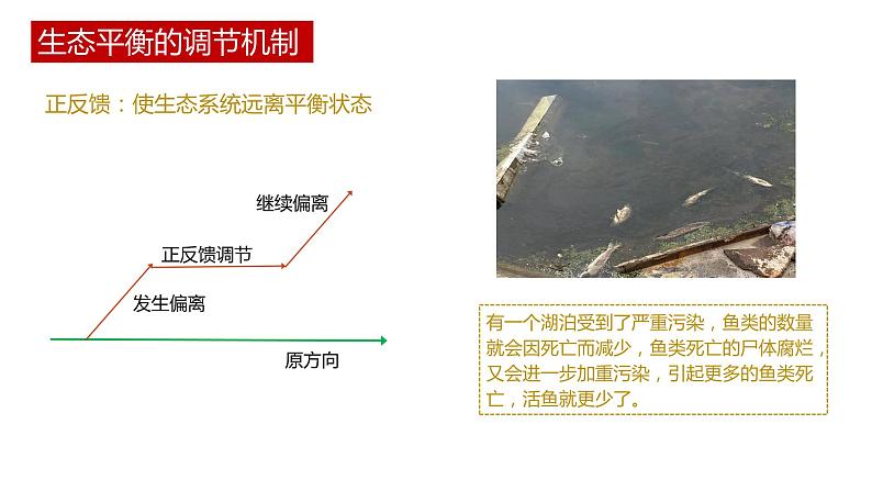 第五节 《生态系统的稳定性》PPT课件+教案08