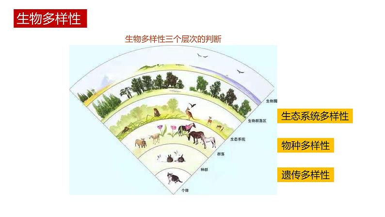 第二节 《生物多样性及其保护》PPT课件+教案04