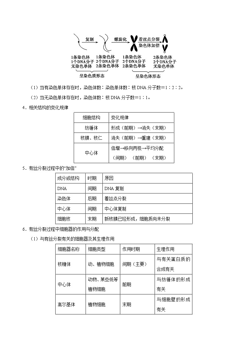 新高考生物二轮复习讲义08 有丝分裂和减数分裂（含解析）第2页