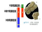 2.3 伴性遗传课件2021-2022学年高一下学期生物人教版必修2