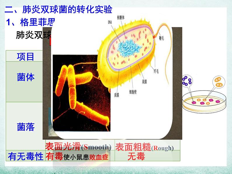 3.1 dna是主要的遗传物质课件2021-2022学年高一下学期生物人教版必修207