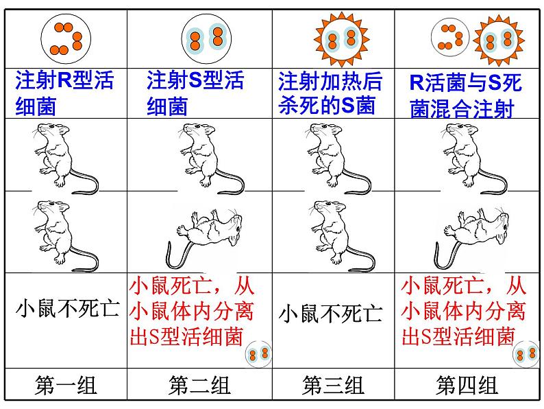 3.1 dna是主要的遗传物质课件2021-2022学年高一下学期生物人教版必修208