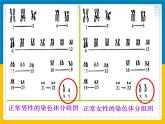 伴性遗传伴性遗传课件PPT