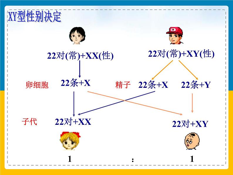 伴性遗传伴性遗传课件PPT04